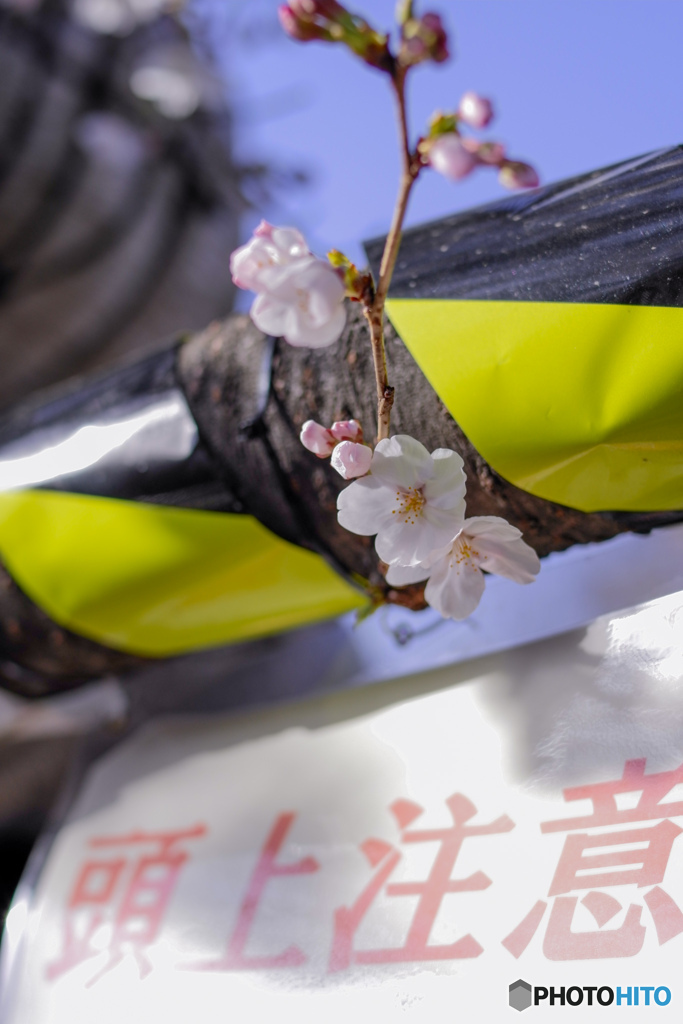 頭上に花あり