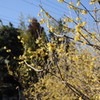 春が見え隠れ