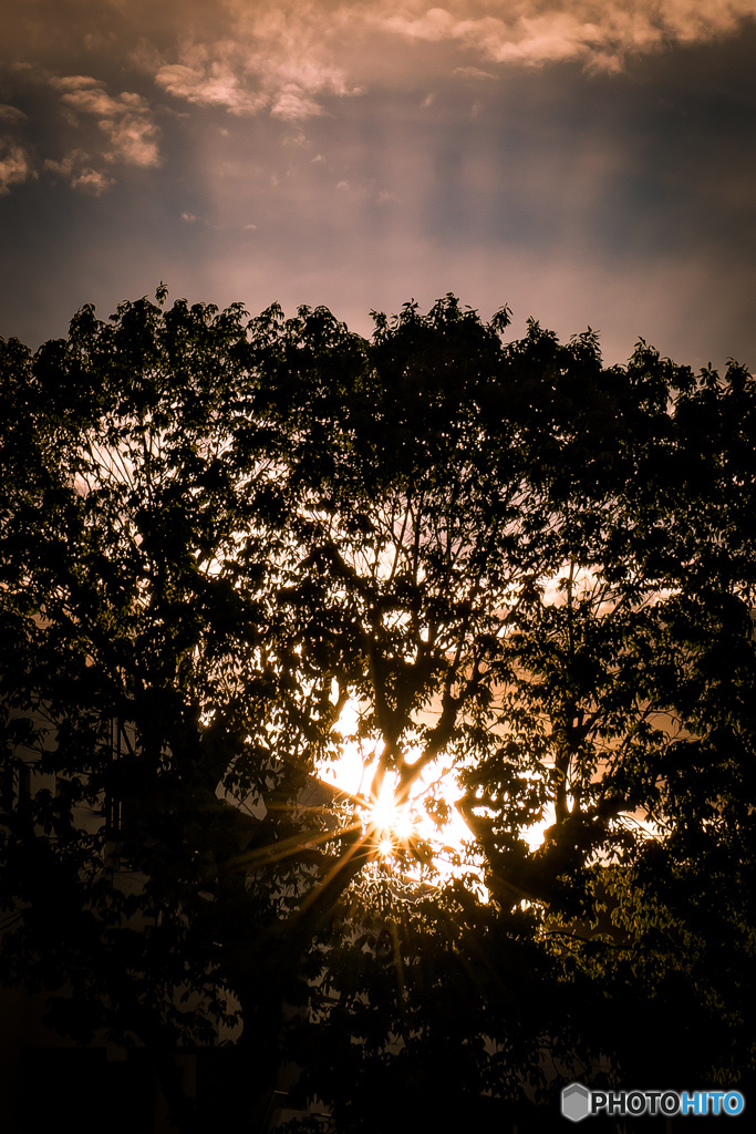 木洩れ