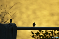 あっち向いて、