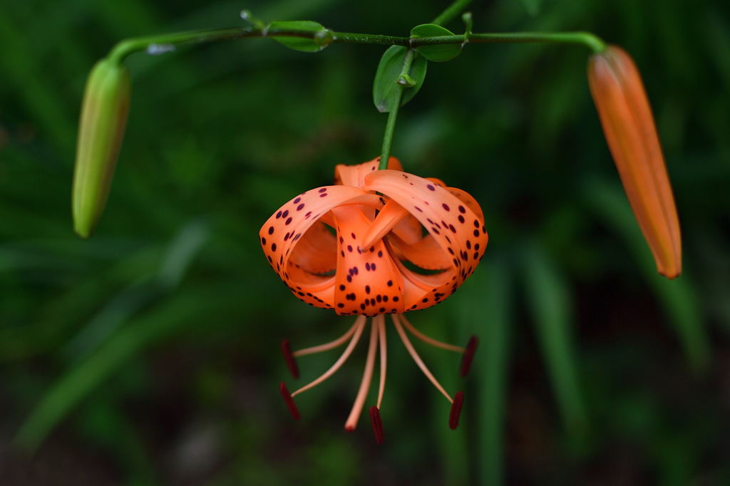 夏の花