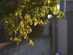鶸色