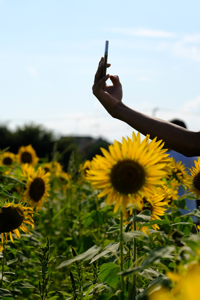 俺のスマホは花よりキレイ