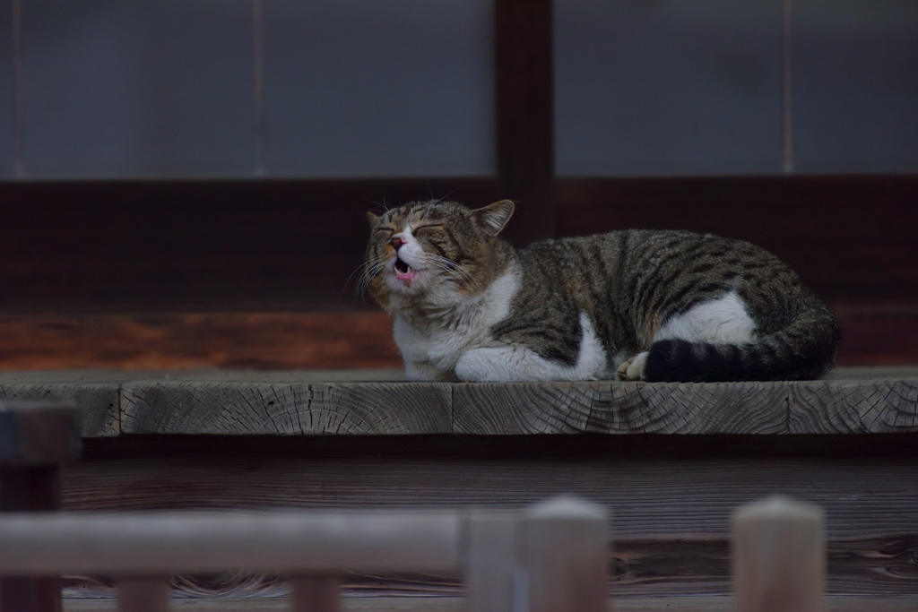 猫だ!(W)
