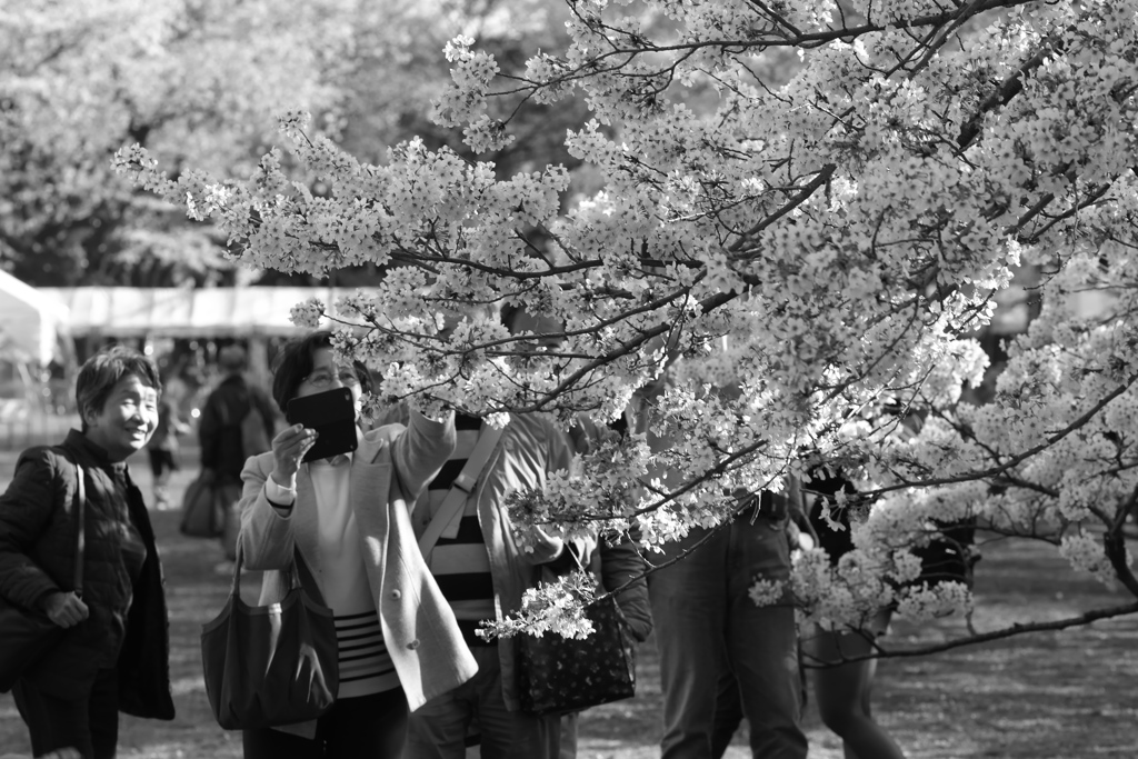 大人は花が好き