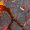 紅爛