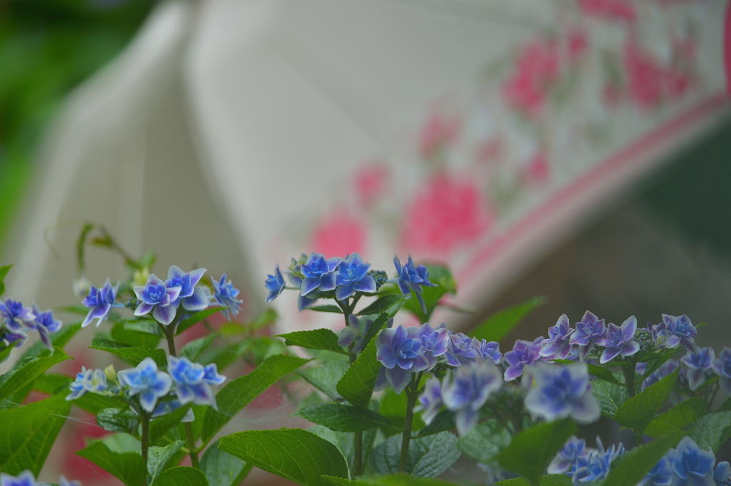 雨でもお花見日和りでしょ!