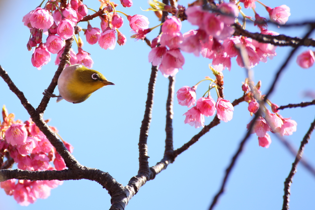 土肥桜－メジロ