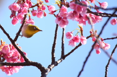 土肥桜－メジロ