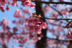 土肥桜