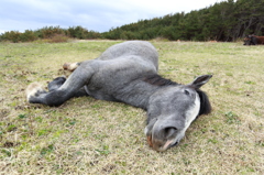寒立馬１