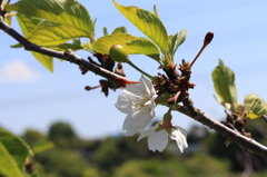 最後の桜