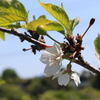 最後の桜