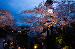 夜桜 in 京都