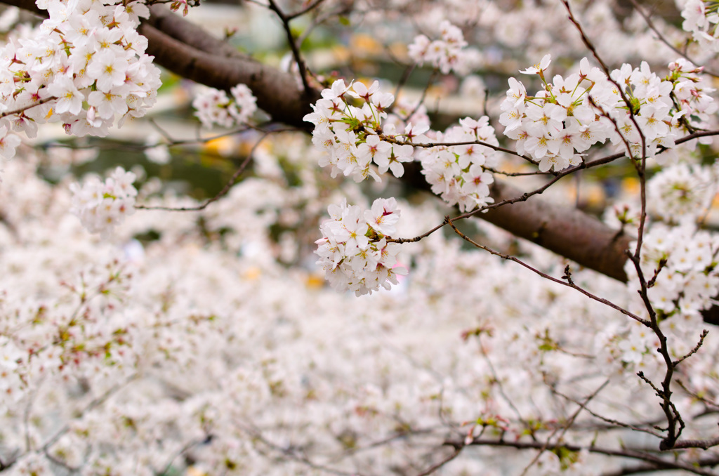 背景も桜