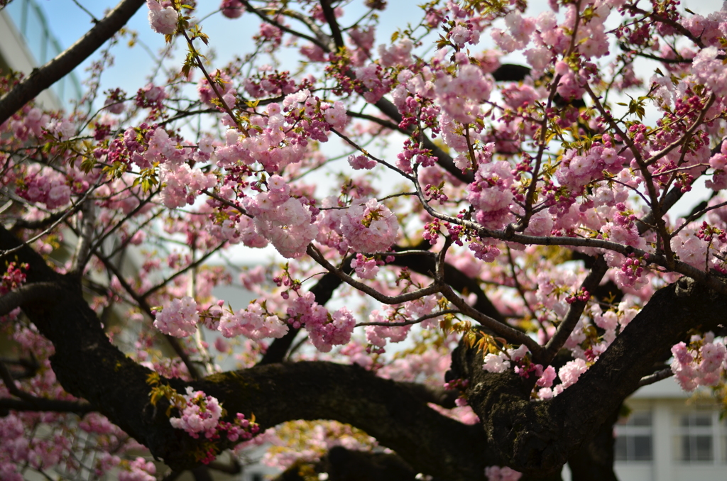 八重桜ご入学