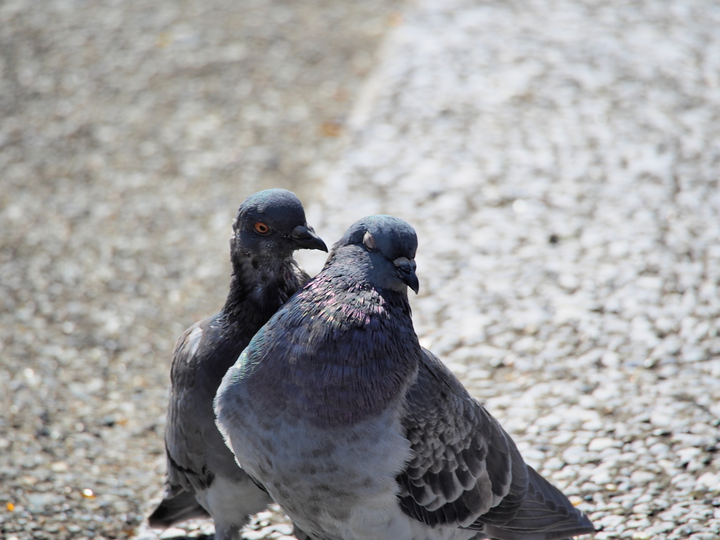 ラブハート（鳩）①