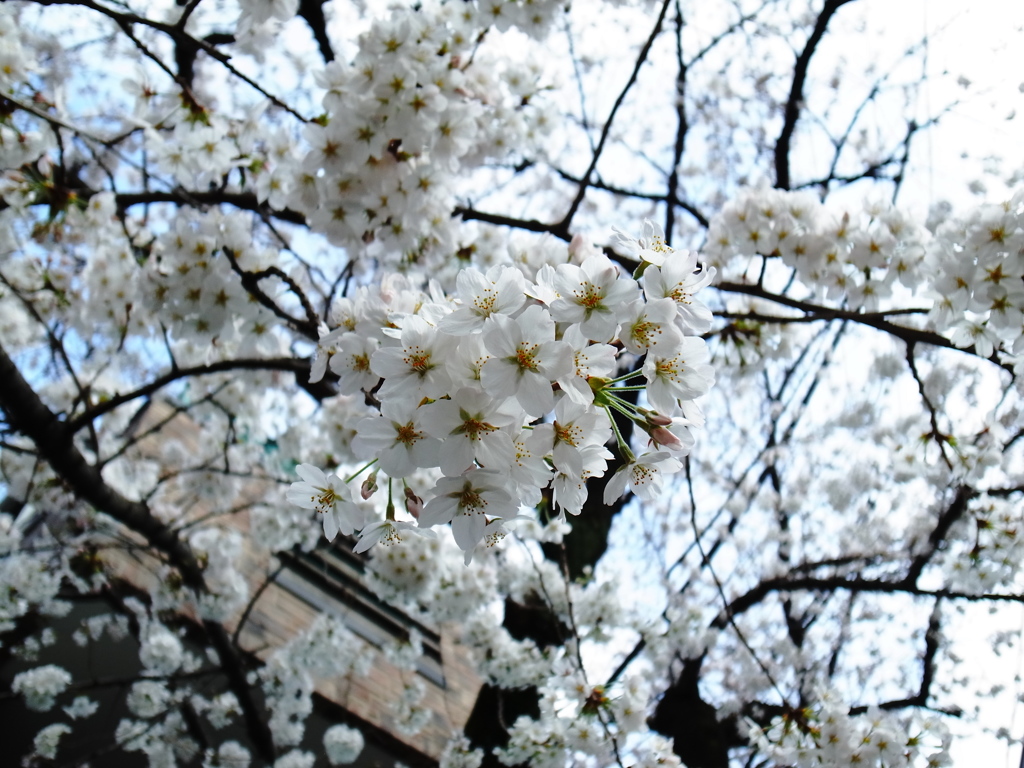 降る桜