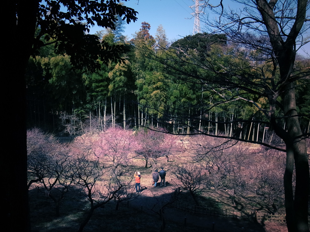 梅、開花目前