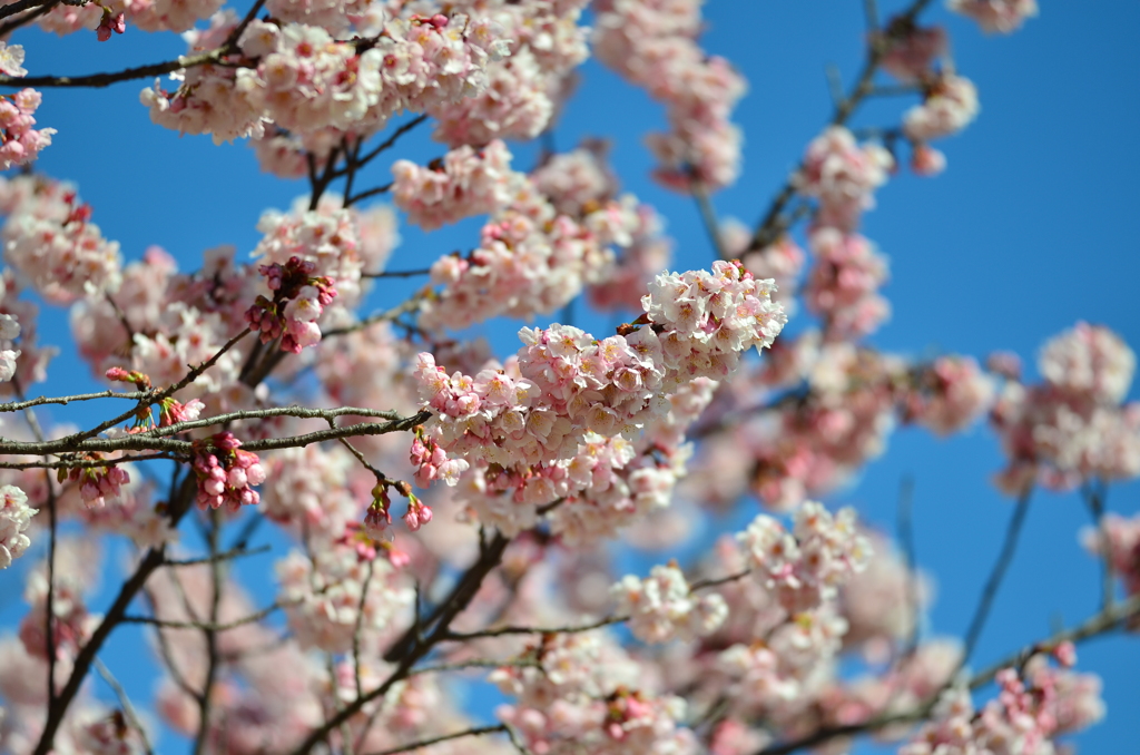 青空と桜