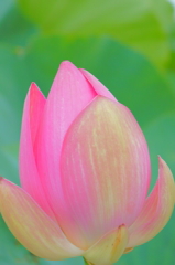 蓮