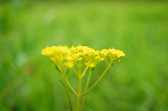 女郎花