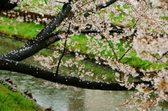 誉の桜