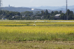 鷺