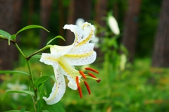 森林公園の山百合