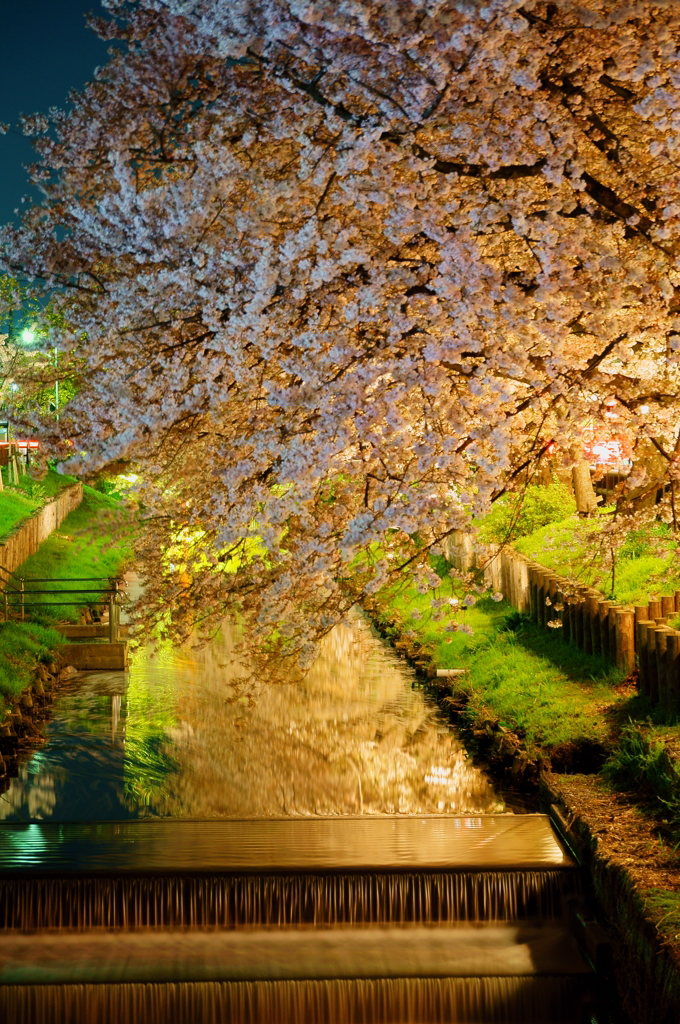 川越　誉の桜