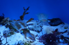 ちゅら海水族館１