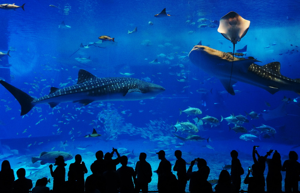 ちゅら海水族館２