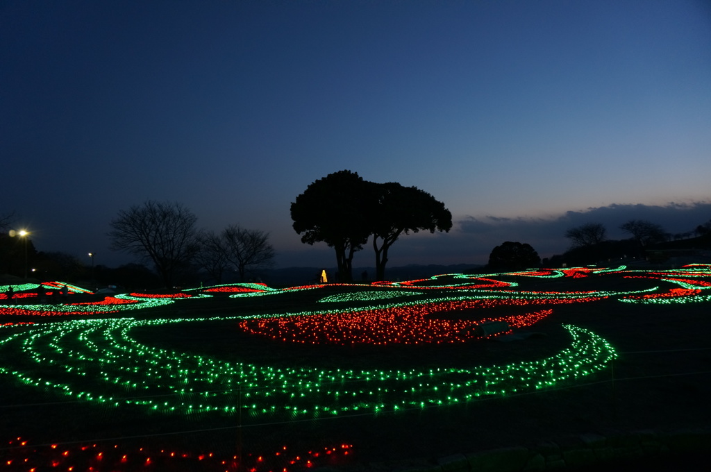 光の花園
