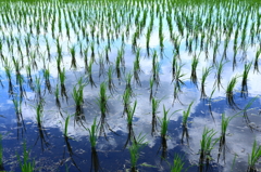 田植え