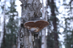 サルノコシカケ