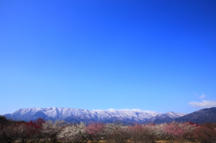 いなべ市梅林公園