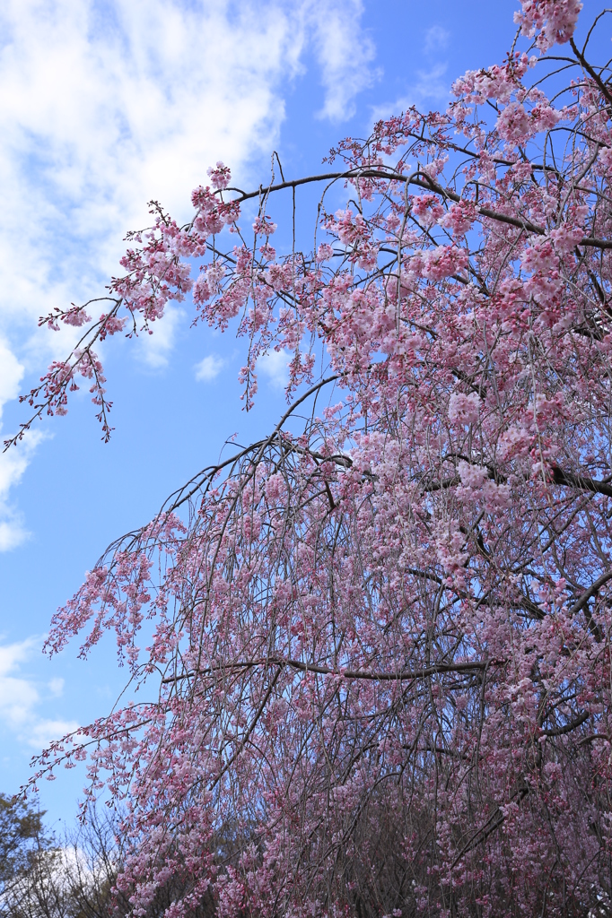 名古屋城