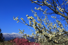 いなべ市梅林公園