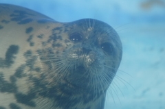 (●)。(●)