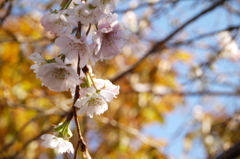 冬の桜