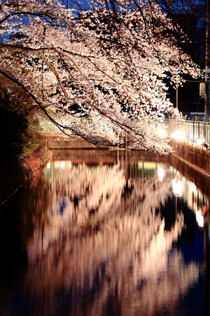 お堀の夜桜