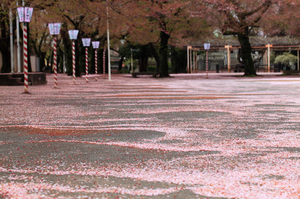 桜川