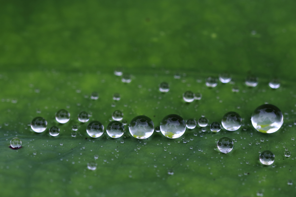 梅雨の宝石