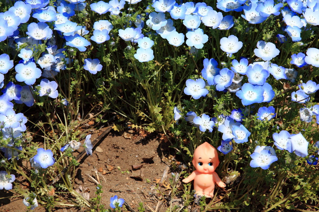 baby blue eyes Ⅱ