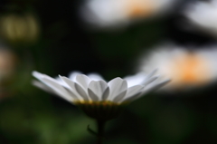 天使の翼