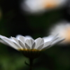 天使の翼