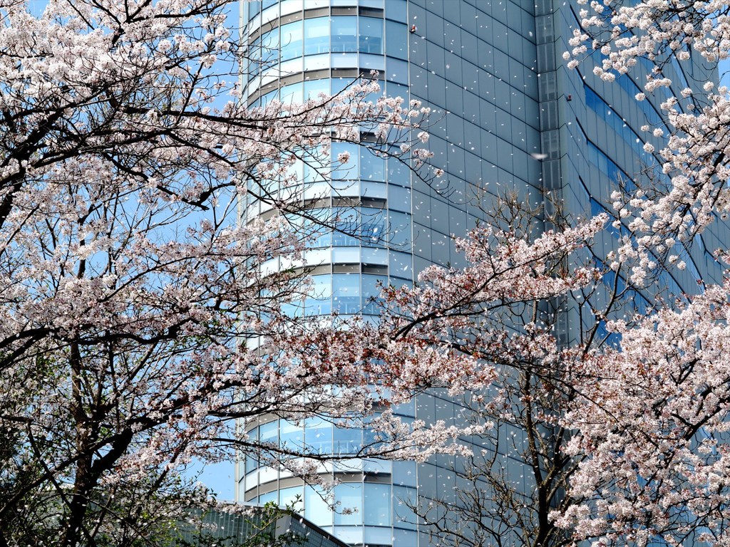 桜の舞