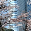 桜の舞