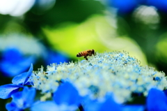 あじさい寺の蜜蜂