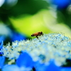 あじさい寺の蜜蜂